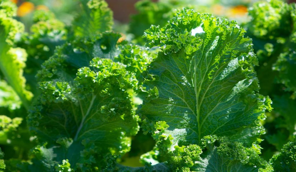 Kale is a leafy green vegetable that can prevent heart disease while maintaining the performance of your cardiovascular system. 