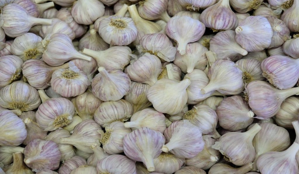 You won’t have to worry about your blood sugar if you use garlic in your food.